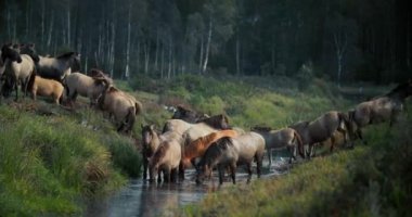 Vahşi atlar yemyeşil bir ormandaki dereden su içiyorlar..