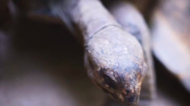 Yakın plan, Kaplumbağa Başı ve Bacakları Bulanık Görüntü