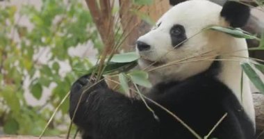 Dev Panda Taze Bambu Tadını Çıkartıyor Yeşillik Yeşil Ayar 'da