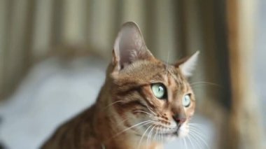 Parlak yeşil gözlü Bengal kedisi, kalp şeklinde kolye takıyor..