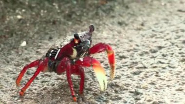 Gri Kumlu bir yüzeyde Kırmızı ve Siyah Madalyalı Yengeç