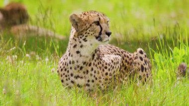 Bir çita tetikte uzun yeşil çimenlerin üzerinde dinleniyor, muhtemelen etrafını inceliyor..