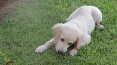 Golden Retriever Puppy, Lush Green Grass 'ta Meşe palamudu yiyor.