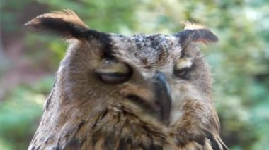 Avrasya Kartal Baykuşunun kafasının yakın çekimi, delen turuncu gözlerini ve karmaşık tüylerini sergiliyor.