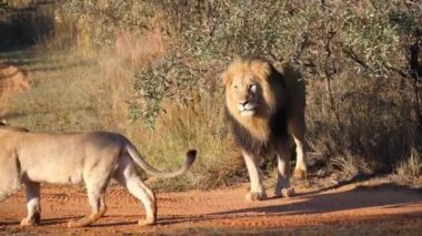 Görkemli Afrika Aslanı Çifti Kızıl Toprak Yolda Geziniyor