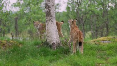 Yeşillik bir ormandaki bir huş ağacının yanında Avrasya Vaşakları