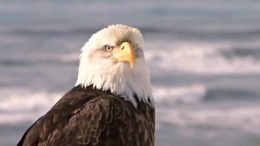Görkemli Kel Kartal Profili Bulanık Okyanus Arkaplanına Karşı