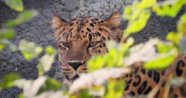 Kısmen belirsiz bir leopar profili, kısmen canlı yeşil yaprakların arasına gizlenmiş..