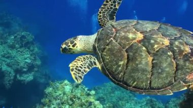 Şahin gagalı Deniz Kaplumbağası ve Dalgıç Canlı Mercan Resifi Ekosisteminde Karşılaşıyor