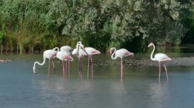 Daha büyük Flamingolar yemyeşil sularla çevrili sığ bir nehirde yüzüyor..