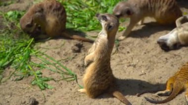 Sandy Habitatında Diğerlerinin Arasında Duran Köfte 'ye Uyarı