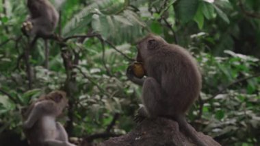 Uzun kuyruklu maymun dikkatlice bir parça meyve soyup yiyor..