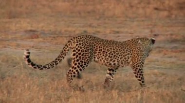 Günbatımında Altın Çayırlarda Yürüyen Leopar