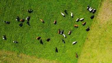 Yemyeşil bir çayırda otlayan İneklerin Havadan Görünümü