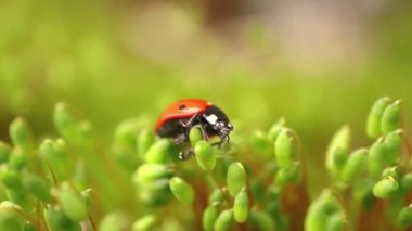 Moss 'taki Uğur Böceği: Kırmızı Uğur Böceğinin Canlı Yeşil Yosun' a tünemiş Makro Fotoğrafı