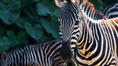 Yemyeşil Yeşilliğin Ortasında Çimen Zebra 'nın Yakın Çekimi