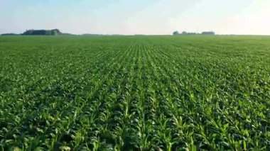 Güneşli bir günde uçsuz bucaksız, yemyeşil bir tarla manzarası..