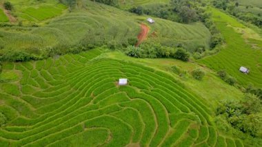 Dağlık bir bölgedeki canlı yeşil pirinç teraslarının çarpıcı görüntüsü..