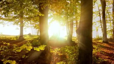 Yaprak döken ağaçlardan oluşan sık bir ormanın içinden geçen ılık sonbahar güneşi..