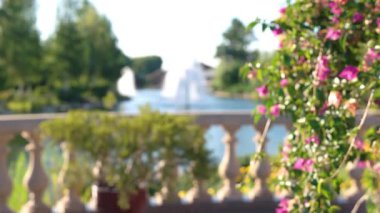 Canlı pembe bougainvillea çiçeklerine yakın plan, bulanık bir arka plan, bir park çeşmesi ve yemyeşil.