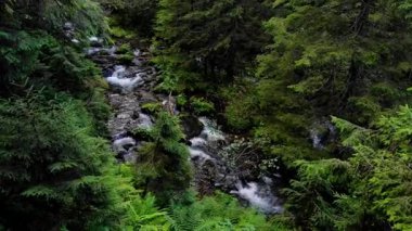 Huzurlu dağ deresi yemyeşil ormanların arasından akar..