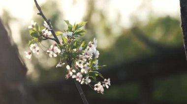 Gün batımında bir meyve bahçesindeki bir dalda beyaz kiraz çiçeklerinin yakın çekimi..