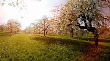 Çiçek açan bir meyve bahçesinin huzurlu günbatımı manzarası.