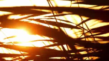 Altın saatle gün batımında sazlıklar arasında.