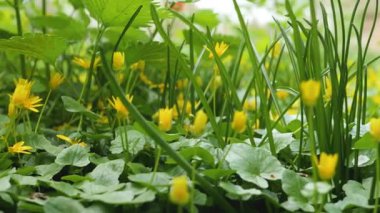İlkbaharda yemyeşil bir çayırda açan canlı sarı kır çiçekleri..