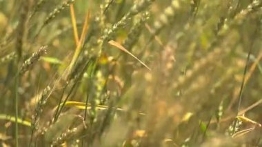 Olgun bir buğday tarlasının güneş ışığıyla yıkanmış yakın görüntüsü..