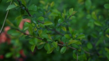 Canlı yeşil yaprakların yakın plan çekimi..