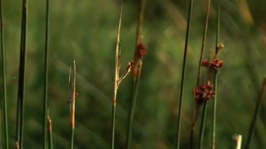 Gün batımında sulak bir alanda Juncus effusus bitkilerinin yakın çekimi.