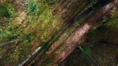 Güneşli bir yolun yukarıdan görünüşü yemyeşil bir ormanın içinden geçiyor..