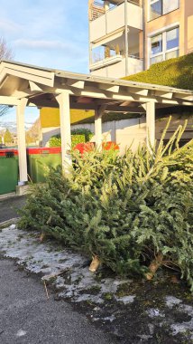 Noel tatilinden sonra çöp konteynırlarının yanındaki Noel ağaçları. Kuru Noel Ağaçlarının Geri Dönüşümü.