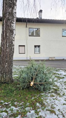 Discarded christmas tree after Christmas holidays in Austria. Recycling of Christmas tree. clipart