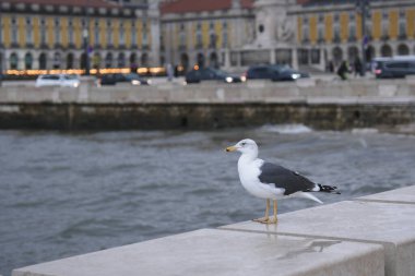 Martı kuşu suyu ve şehri gözlüyor. Martı yaklaşıyor. Porto, Portekiz