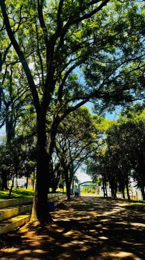 Yol boyunca uzanan uzun ağaçların caddesi.