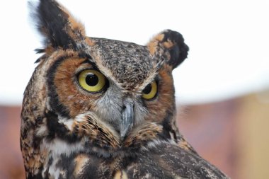 Büyük Boynuzlu Baykuş Bubo Virjinya. Yüksek kalite fotoğraf