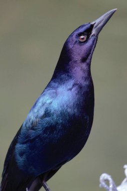 Slender-billed grackle Male bird. High quality photo clipart