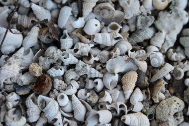 Deniz kabuğu kumu kapatır. Yüksek kalite fotoğraf