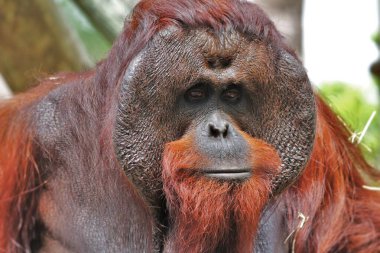 Bornean orangutan Dominant flanged male. High quality photo clipart