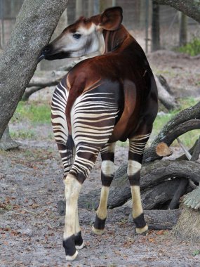 Okapi licking a tree Butt stripes. High quality photo clipart