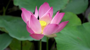 Her Yaprakta Nilüfer Çiçeği Zarafeti 'nin Yakın Çekimi. Yumuşak doğal ışık altında çiçek açan bir nilüfer çiçeğinin sakin ve detaylı bir görüntüsü. Yapraklar zarifçe açılır, parlak çekirdeğini ve hassas dokularını ortaya çıkarır. Birçok kültürde saygı duyulur.