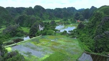 Tropikal Vadi 'deki yemyeşil pirinç tarlalarının ve kireçtaşı dağlarının havadan görünüşü. Güzel drone görüntüleri canlı yeşil pirinç tarlaları yakalıyor dramatik kireçtaşı tepeleri ve sakin su yollarıyla çevrili..