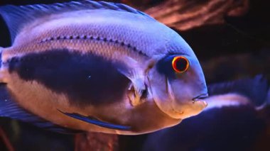 Bir Piranha 'nın Doğal Yaşam Alanında Suyun Altında Yakın Çekimi