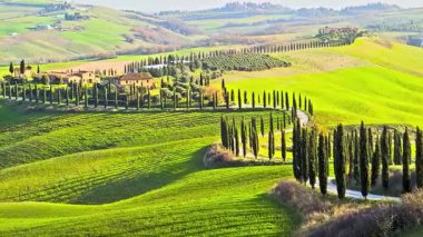 Serene Rolling Hills ile Tuscany 'deki Cypress-Lined Yolu