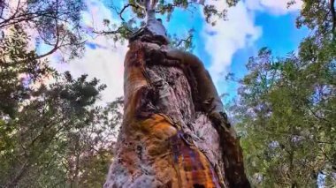 Kule Devleri, Okaliptüs Ormanı Aşağıdan Harikalar