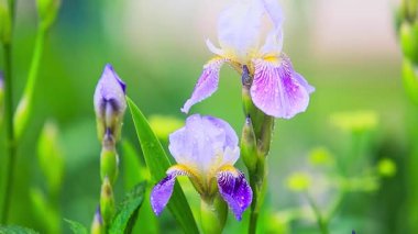 Bir Bahar Bahçesinde Çiçek Açan Mor İris Çiçeklerinin Yakın Çekimi