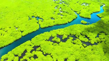 Mangrove Ormanlarının Sersemletici Hava Görüntüsü Yeşil Damarlar