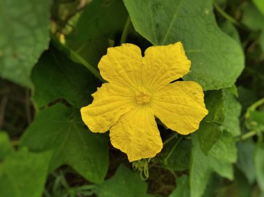 Sponge gourd flower yellow and green plant clipart